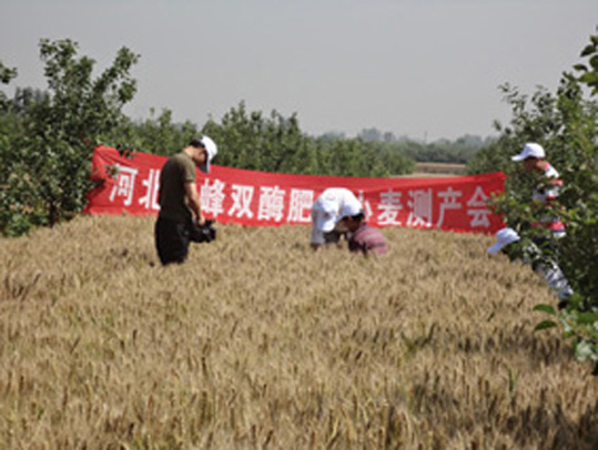 河北卓峰化肥有限公司——小麦篇